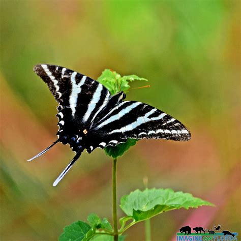 Zebra Swallowtail Butterfly – Imagine Our Florida, Inc