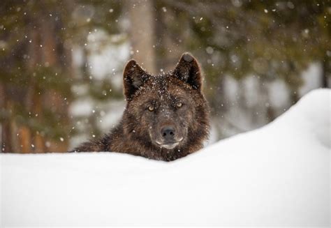 Montana Wolf Population Drops Slightly To 1,087 Wolves, Packs Now At ...