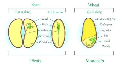 Difference between Monocot Seed and Dicot Seed - Indian Seeds