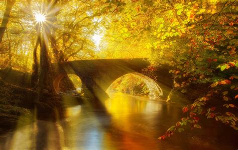 Sun Shining on Autumn Forest, HD Nature, 4k Wallpapers, Images ...