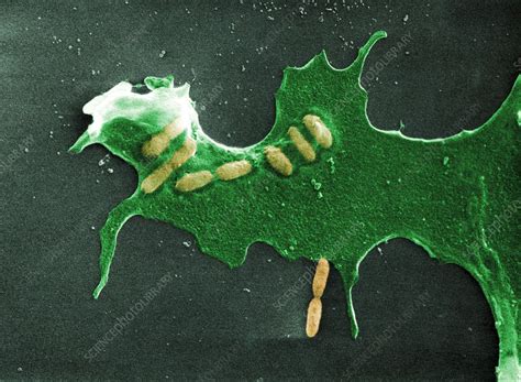 Phagocytosis of bacteria by macrophage - Stock Image - C014/2873 ...