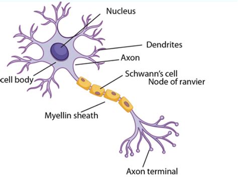 Draw and label the diagram of Nerve cell