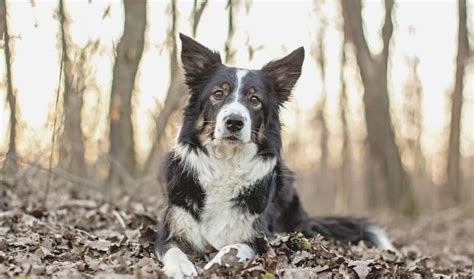 When Do Border Collie Puppies Ears Stand Up