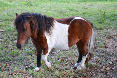 Shetland Pony - Best Horse Gears