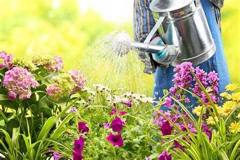 The Best Way to Water Your Plants ~ Bees and Roses