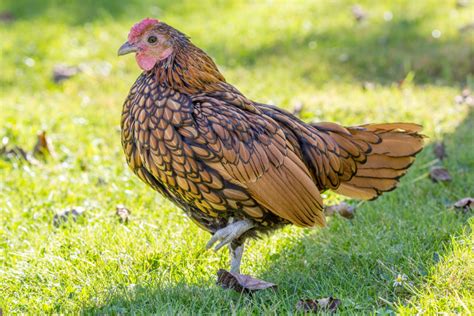 All About Bantam Chicken Breeds - Backyard Chicken Project