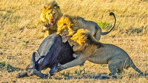 Male Lion Hunting Prey