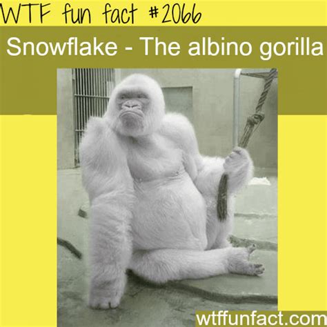 snowflake the albino gorilla