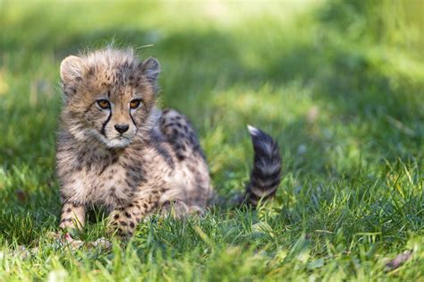 Download Grass Cub Animal Cheetah 4k Ultra HD Wallpaper