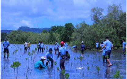 world-mangrove-day-propagule-planting-in-calatagan-batangas - PTV News