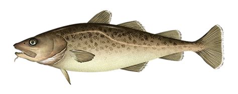 Groundfish Cod Pacific - Arctic Pearl