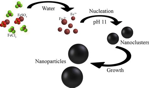 Schematic illustration for the formation of magnetite nanoparticles in ...