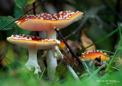 9 tips for photographing mushrooms | Krijn van der Giessen Photography