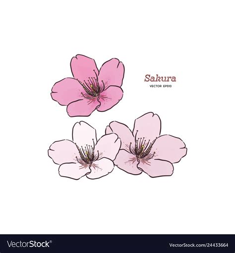 Sakura flower hand draw sketch Royalty Free Vector Image