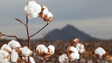 The Water Consumption Attributable to Cotton Production – Sustainable ...