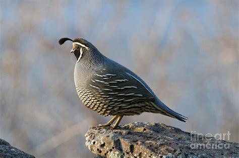 Male California Quail Photograph by William H. Mullins - Pixels