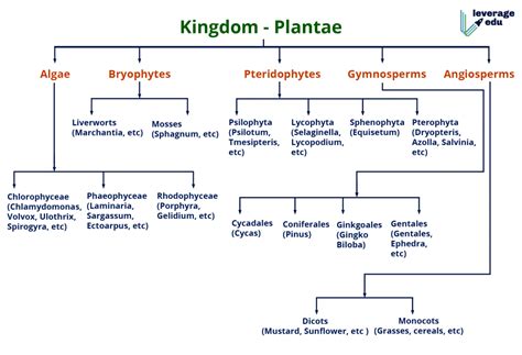 BSc Botany 1st Year Diversity & Classification of Plants Notes 2024