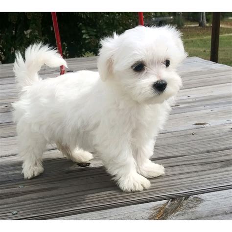 Maltese Puppies For Sale | Addison, AL #312472 | Petzlover