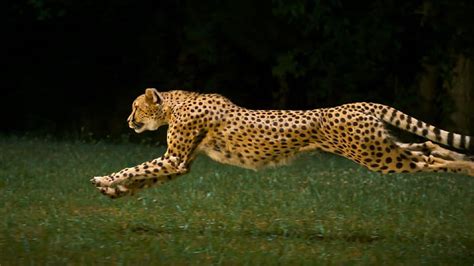 Cheetah running, running, feline, cheetah, savannah, HD wallpaper | Peakpx