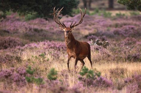 Kröller Muller Museum & National Parc de 'Hoge Veluwe' - Otterlo