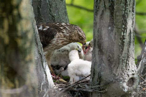 Cooper-s Hawk Feeding Chicks Stock Image - Image of hawk, stick: 57540503