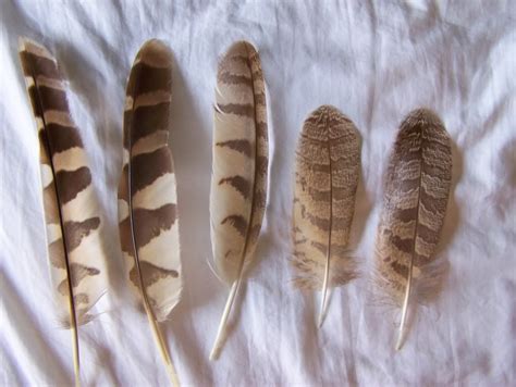 Owl Feathers