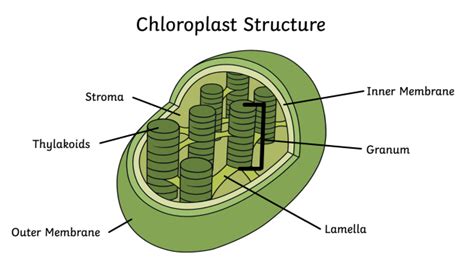 What Is Chloroplast