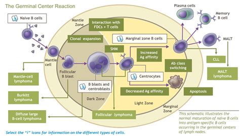 Understanding Indolent Non-Hodgkin Lymphoma-A.D.A.M. OnDemand