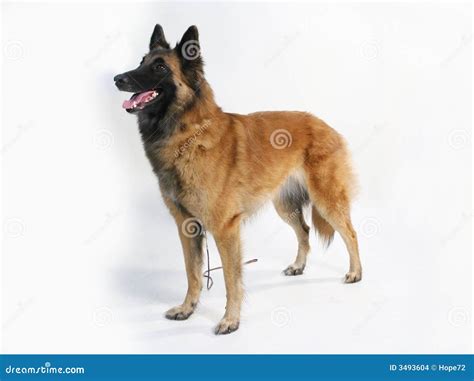 Pedigree dog stock photo. Image of white, sheepdog, ginger - 3493604