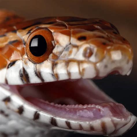 How Often Do Snakes Shed Their Skin? (Shedding Process) - Petrapedia