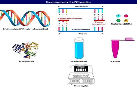 PCR- a DNA copy machine - Lab Associates