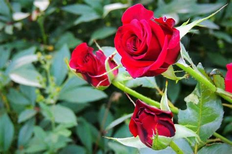 Rose Propagation at Home: All You Need to Know