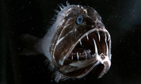 Scary Pictures Of Fish