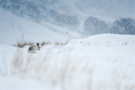 How to Photograph Wildlife in the Scottish Highlands - Nature TTL