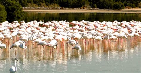 See Flamingos in Dubai at Ras Al Khor Wildlife Sanctuary | insydo