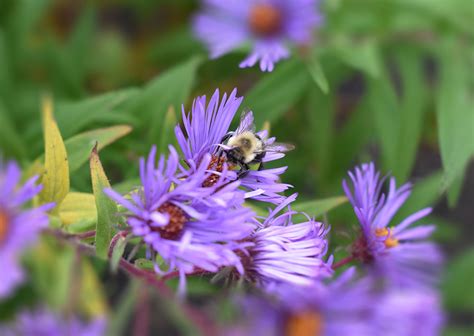 Maine Home Garden News - February 2021 - Cooperative Extension: Garden ...