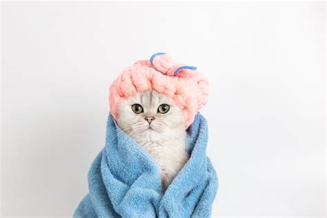 The Bathing Dilemma: How Frequently Should You Bathe Your Cat？ – Petterm