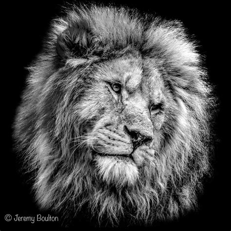 Lion Head | JKmedia | Flickr