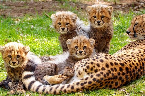 Baby cheetah cubs are usually born in litters of 3 to 5. They nurse for ...