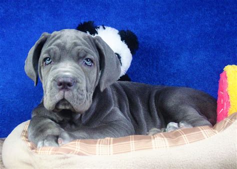 Neapolitan Mastiff Puppies For Sale - Long Island Puppies