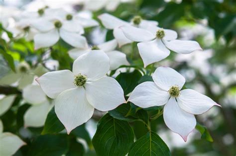 Kousa Dogwood: Care and Growing Guide