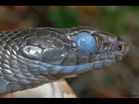 Snake Shedding Process! - YouTube