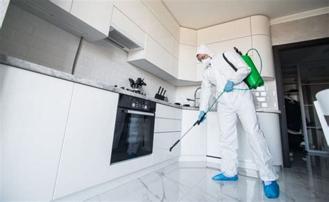 What is best diy or professional mold removal services?