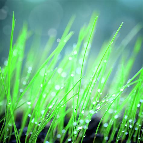 Green Grass Background Photograph by Alubalish | Fine Art America