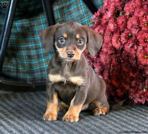 Dachshund Mix Puppies For Sale | Greenfield Puppies