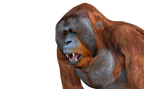 Orangutan - 3D Model by 3dstudio