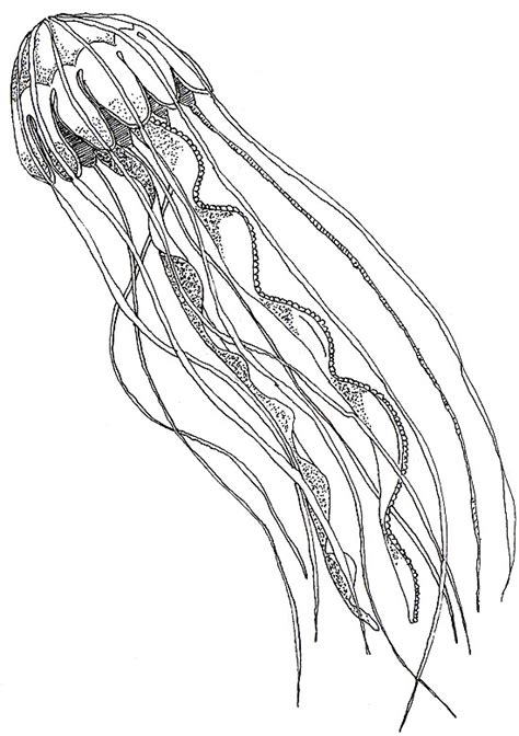 Box Jellyfish Drawing at GetDrawings | Free download