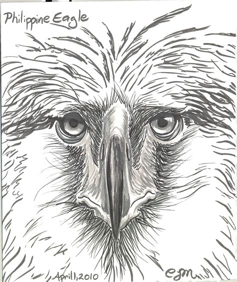 Philippine Eagle Drawing at PaintingValley.com | Explore collection of ...