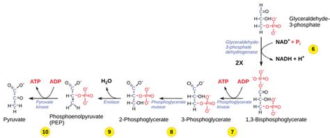 7.6: Glycolysis - The Energy-Releasing Steps of Glycolysis - Bút Chì Xanh