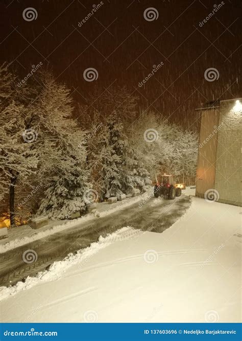 Tree in Snow,abstract Background,texture of Trees Covered with Snow at ...